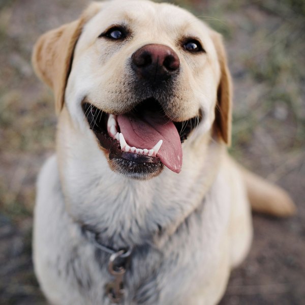 Bruno, a Labrador
